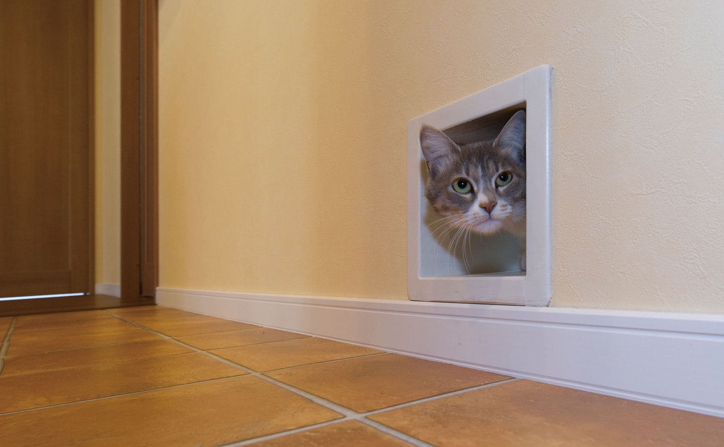 廊下につけた猫専用の窓から顔を出す猫